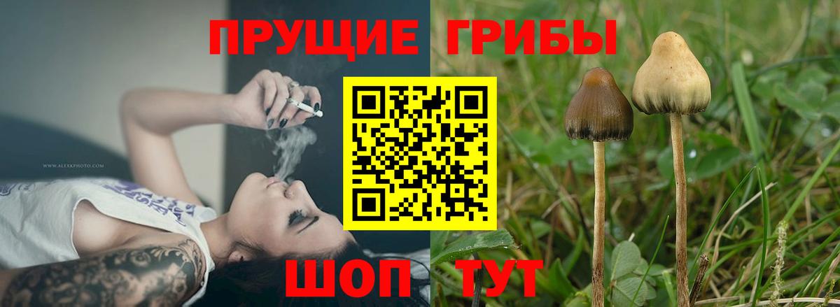 Галлюциногенные грибы мухоморы Курганинск
